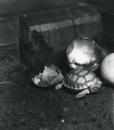 A Newly Hatched Grooved or African Spurred Tortoise at London Zoo by Frederick William Bond